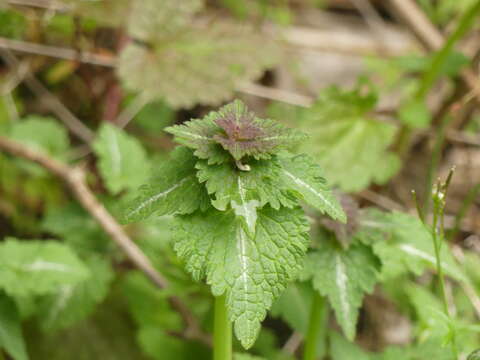 Image of Lamium bifidum Cirillo