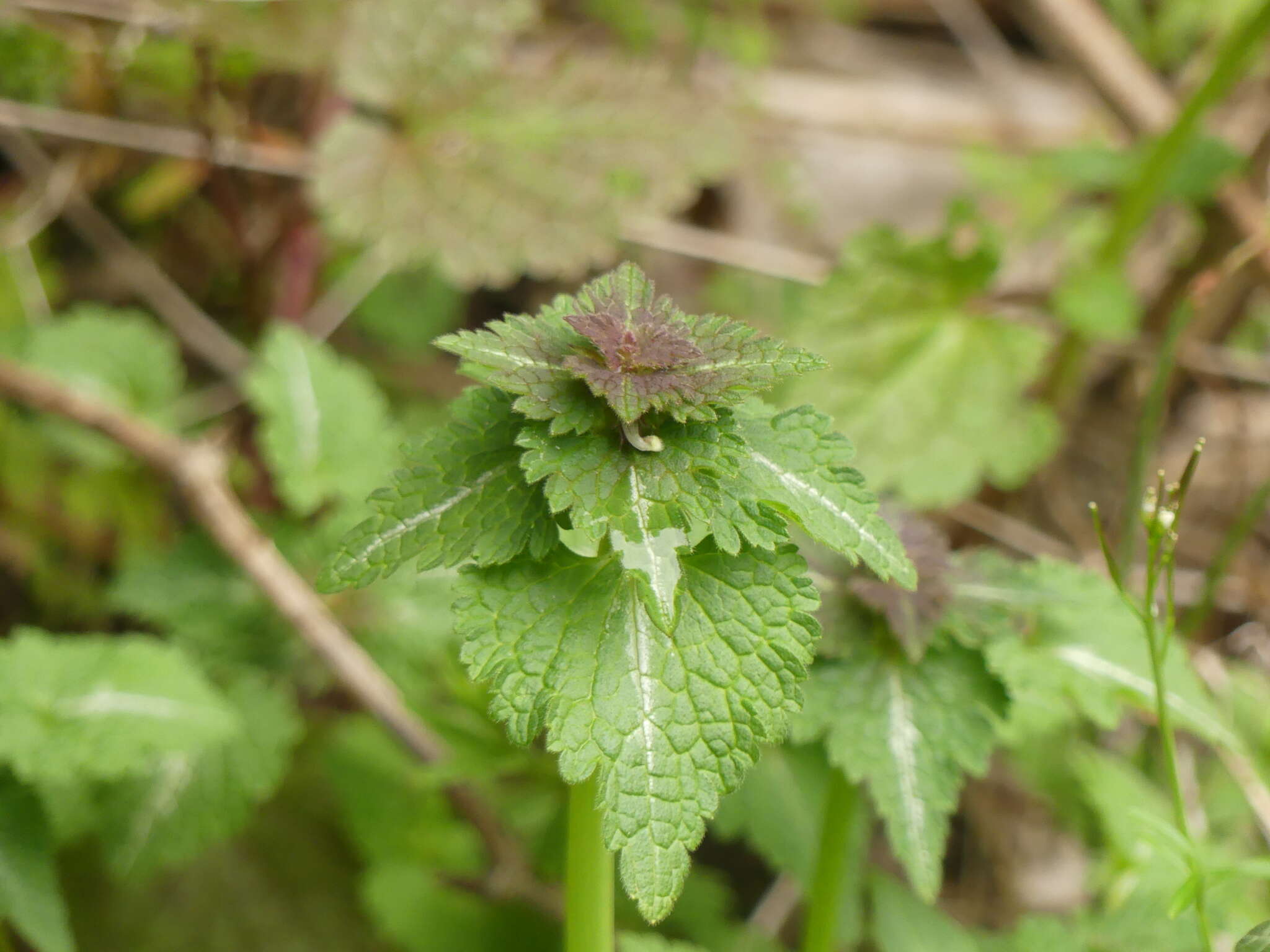 Plancia ëd Lamium bifidum Cirillo