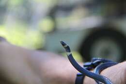 Image of Black Centipede Eater