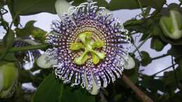 Image of sea anemone passion flower