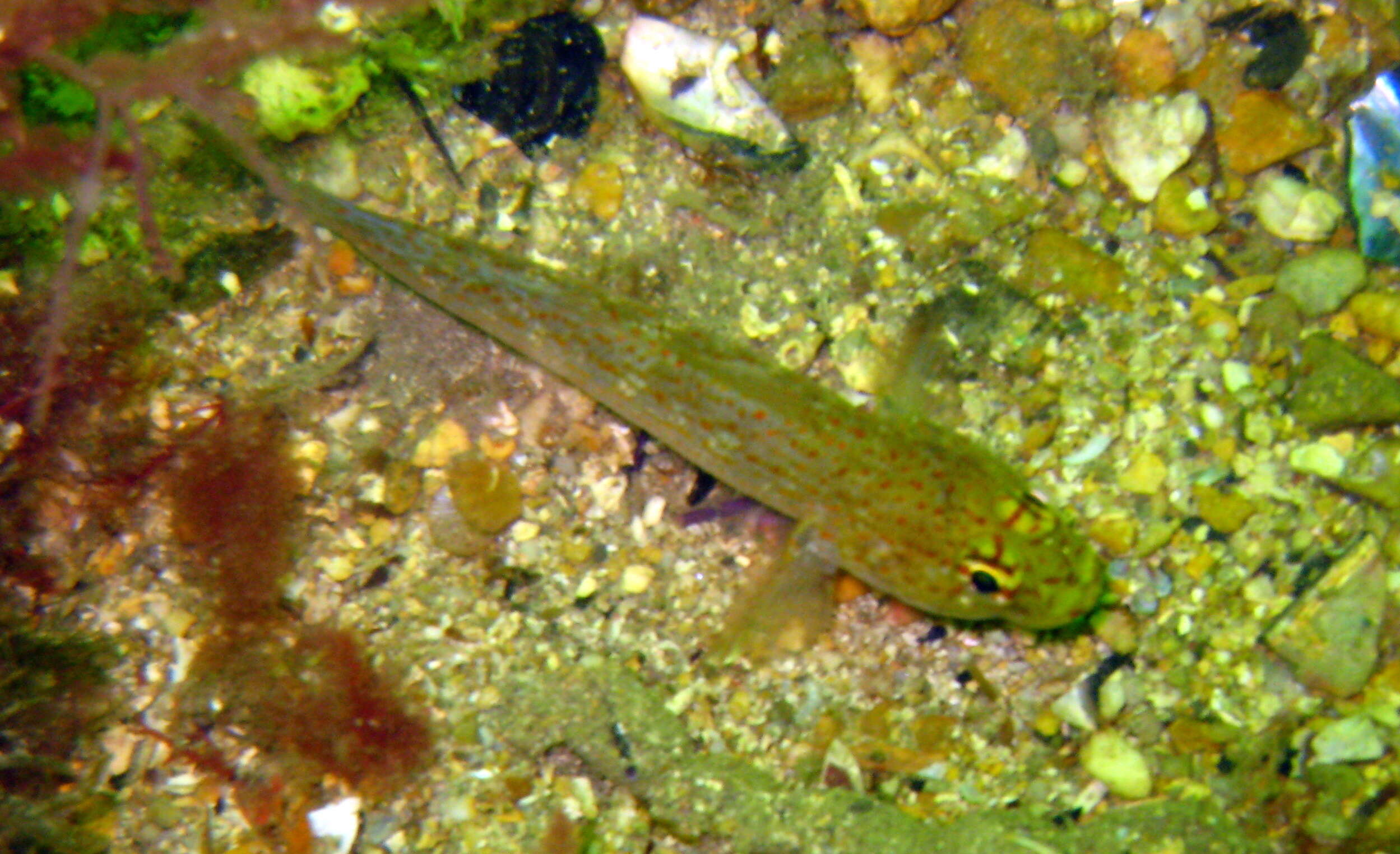 Image of Golden Goby