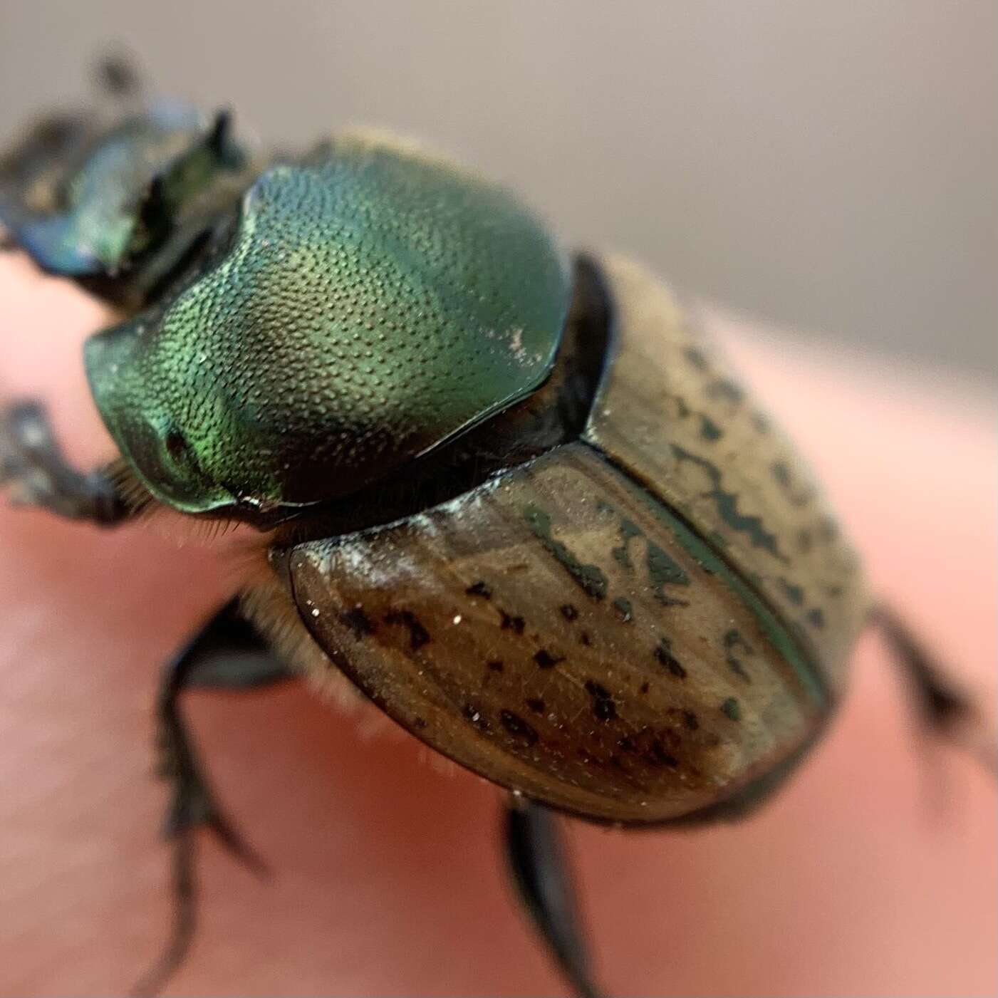 Image of Onthophagus (Palaeonthophagus) vacca (Linnaeus 1767)