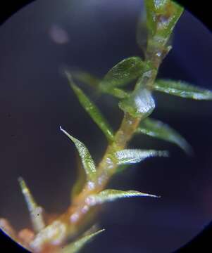 Слика од Bryum gemmiferum R. Wilczek & Demaret 1976