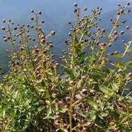 Scrophularia variegata subsp. rupestris (Bieb. ex Willd.) Grau resmi