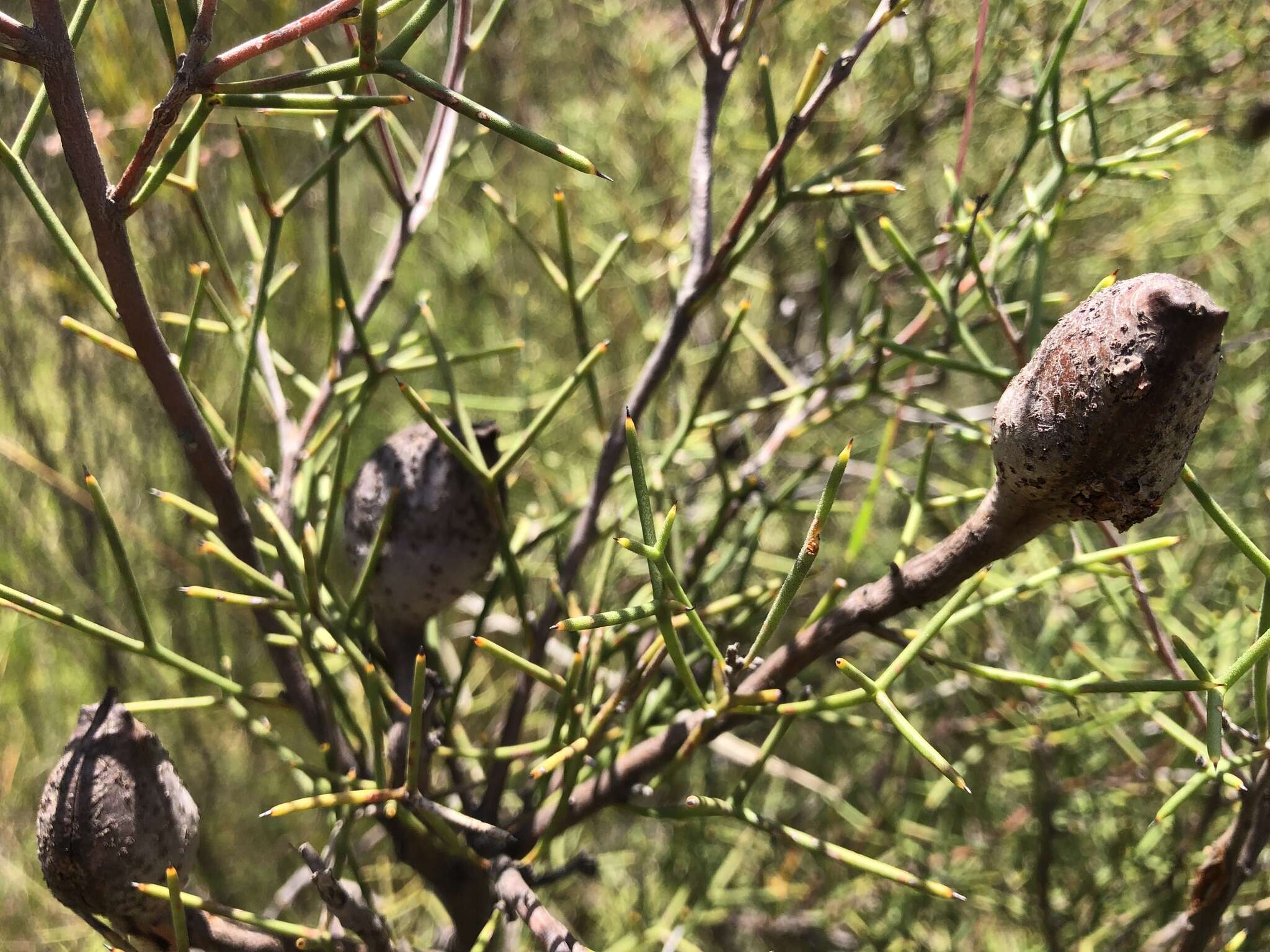 Image of Hakea purpurea Hook.