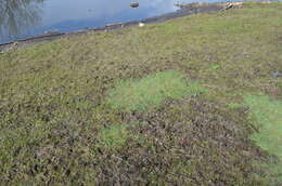 Image of creeping bentgrass