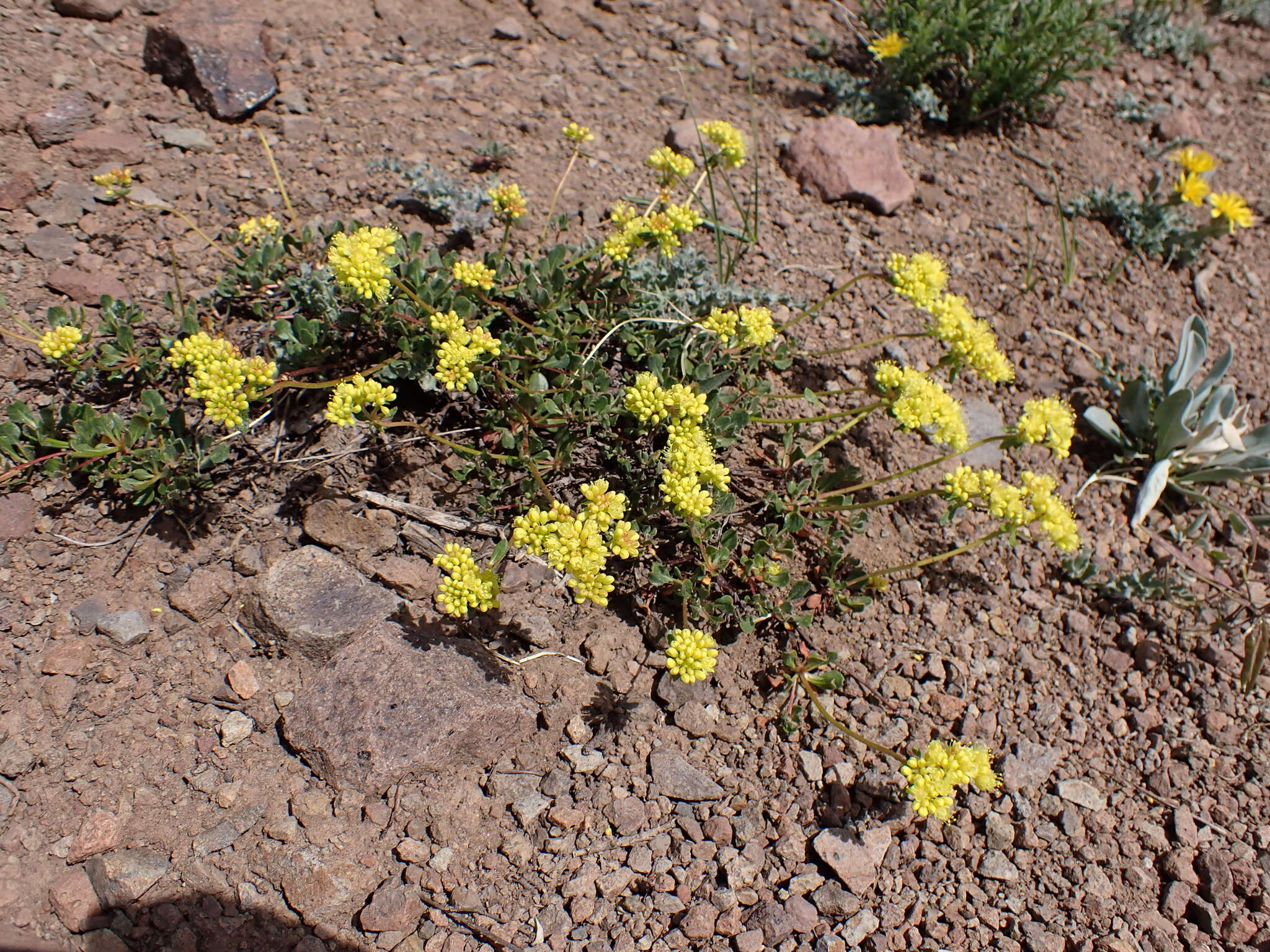 Image of sulphur-flower buckwheat