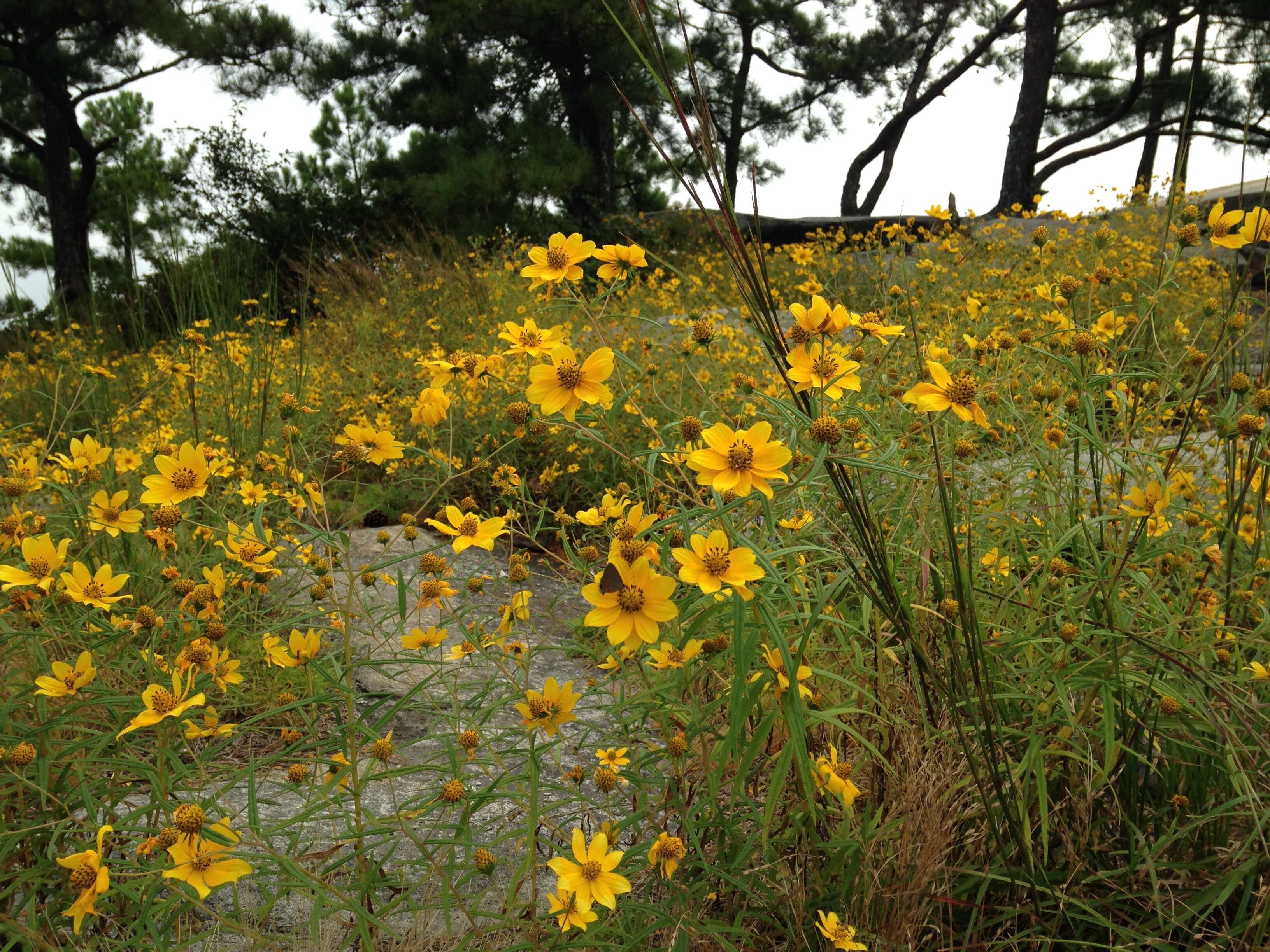 Sivun Helianthus porteri (A. Gray) J. F. Pruski kuva