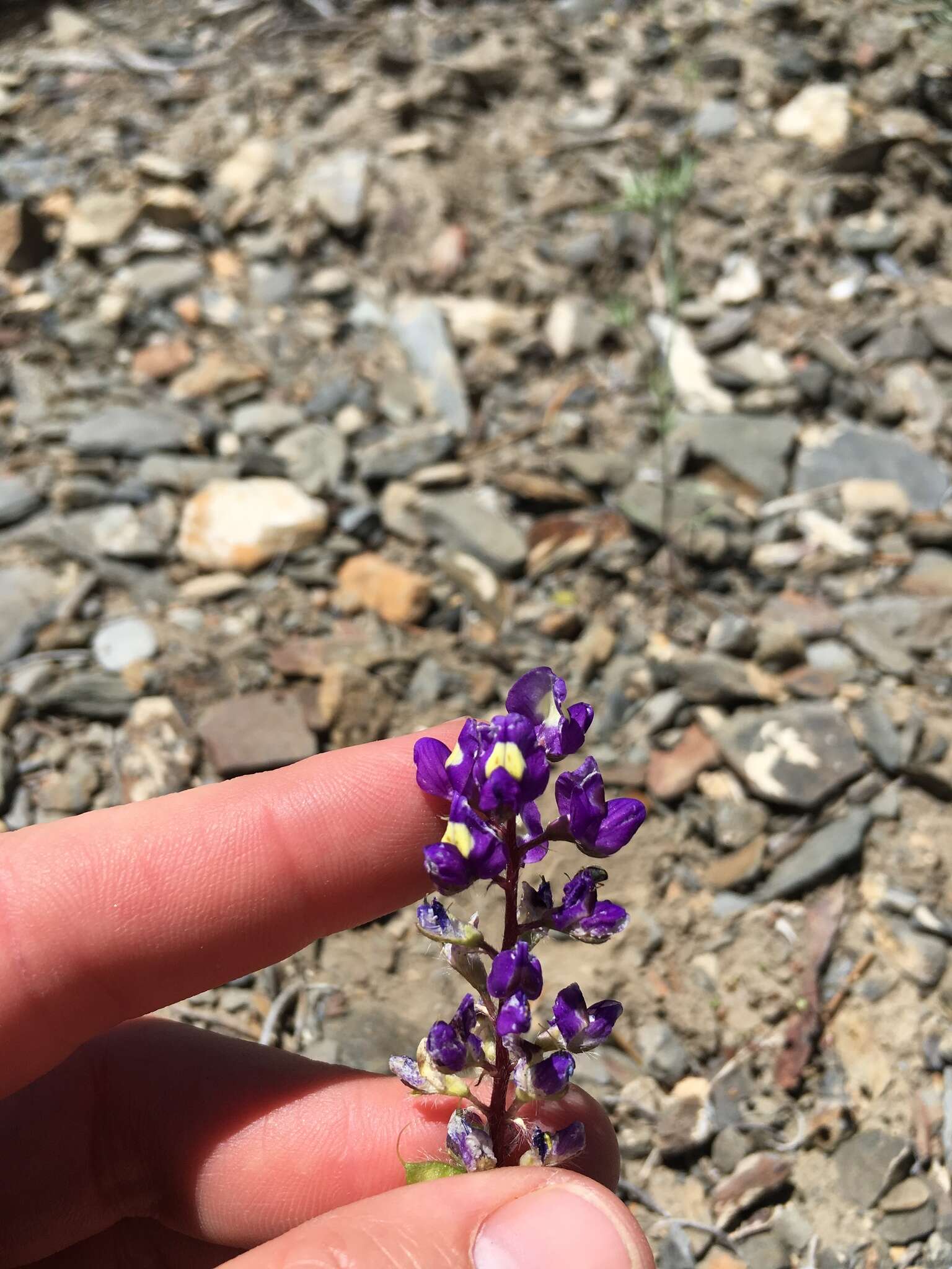 Imagem de Lupinus flavoculatus A. Heller