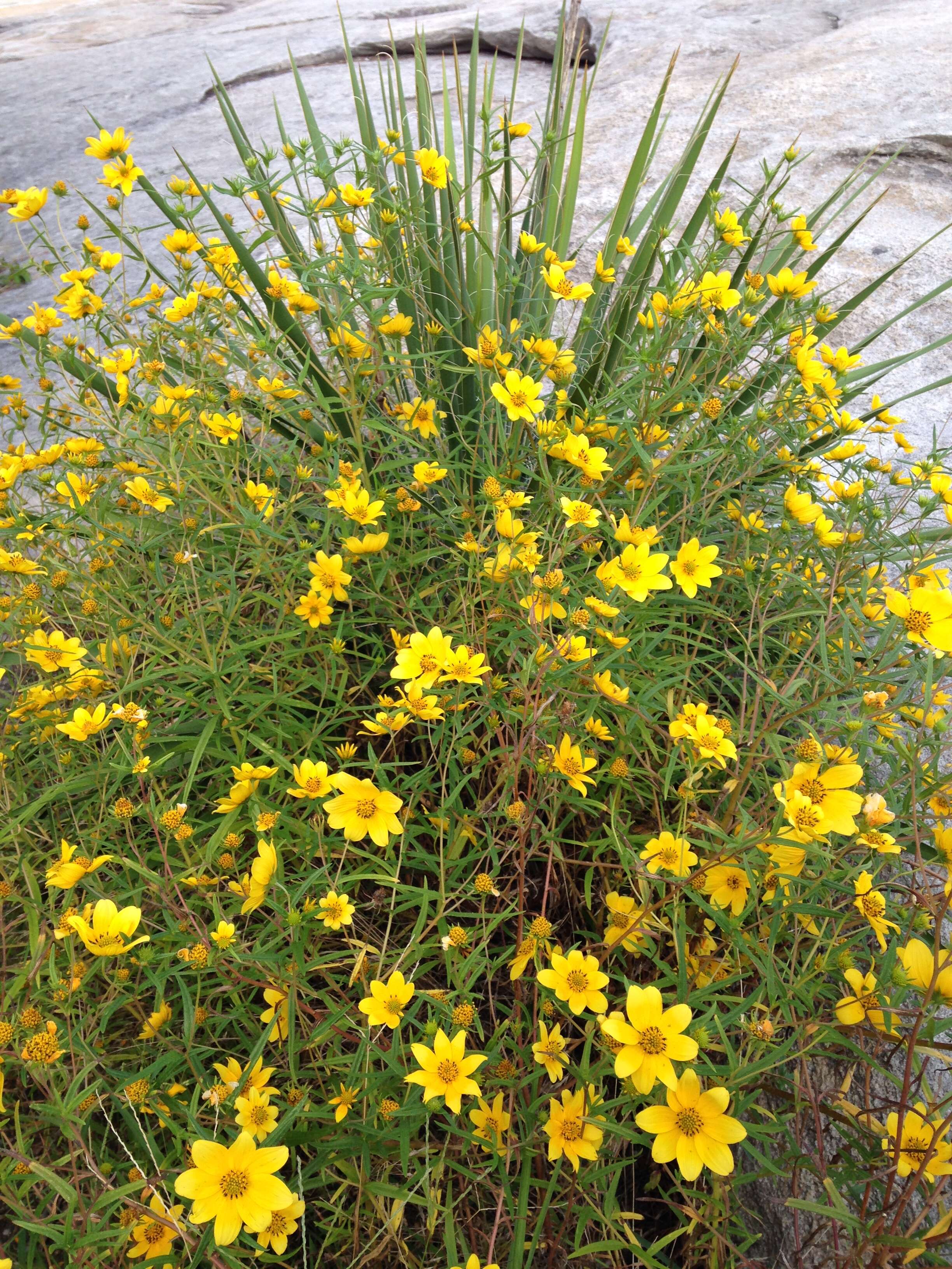 Sivun Helianthus porteri (A. Gray) J. F. Pruski kuva