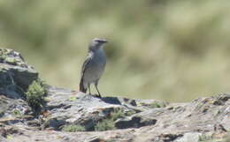 صورة Geospizopsis plebejus (Tschudi 1844)