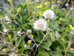 Image of Brachyglottis southlandica (Cockayne) B. Nord.