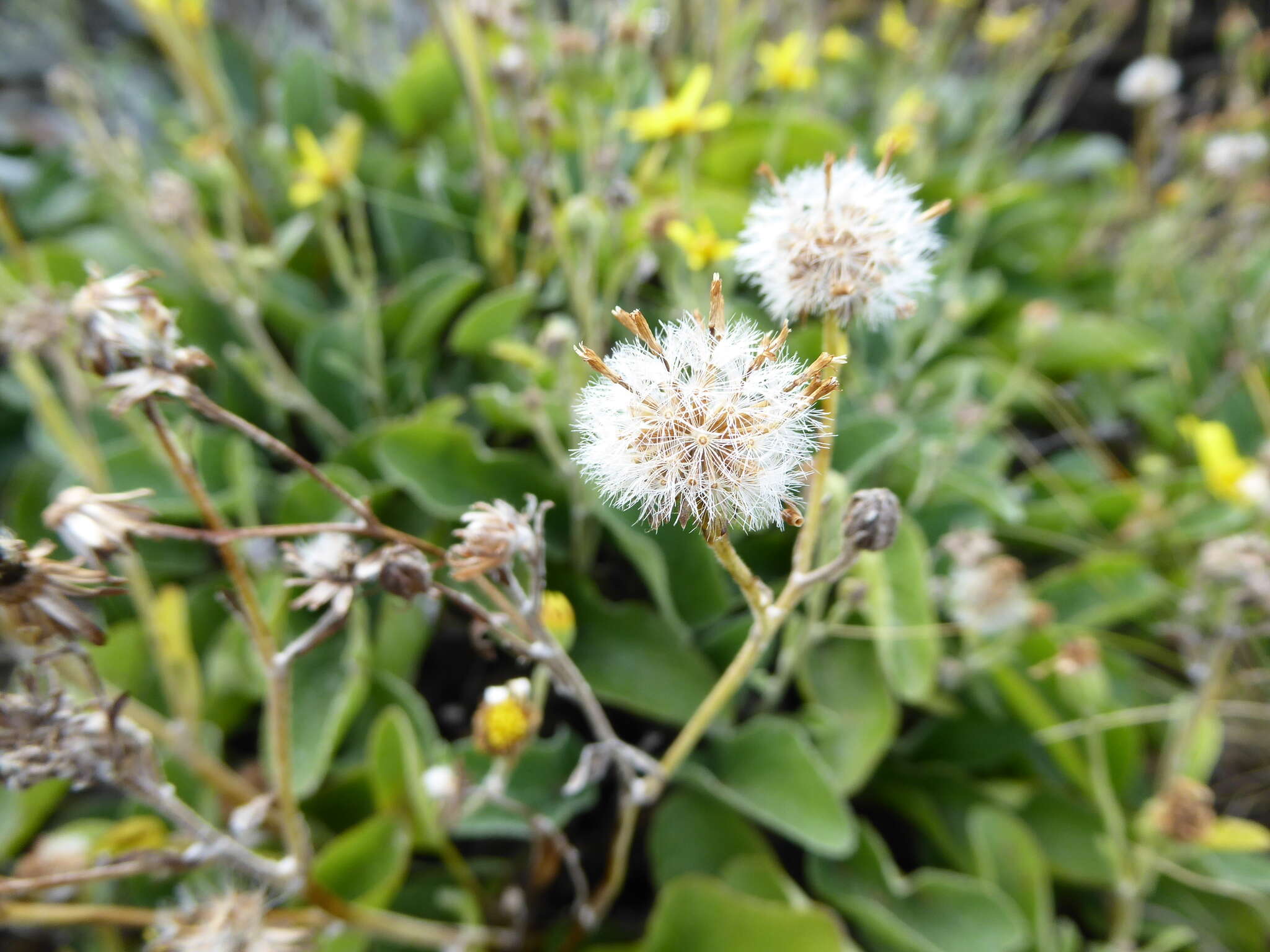 Image of Brachyglottis southlandica (Cockayne) B. Nord.