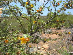 Image of Mexican flannelbush