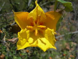 Image of Mexican flannelbush