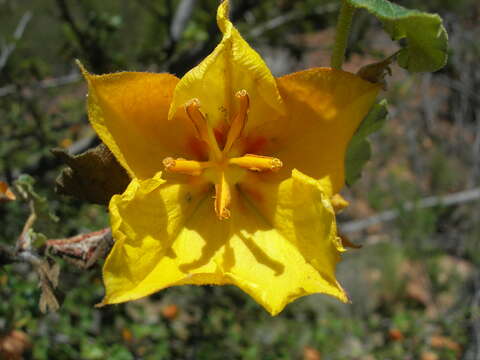 Imagem de Fremontodendron mexicanum Davidson