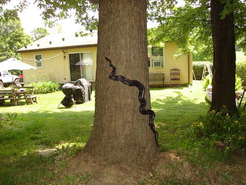 Image of Rat snakes