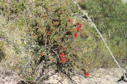 Image of Tristerix penduliflorus J. Kuijt