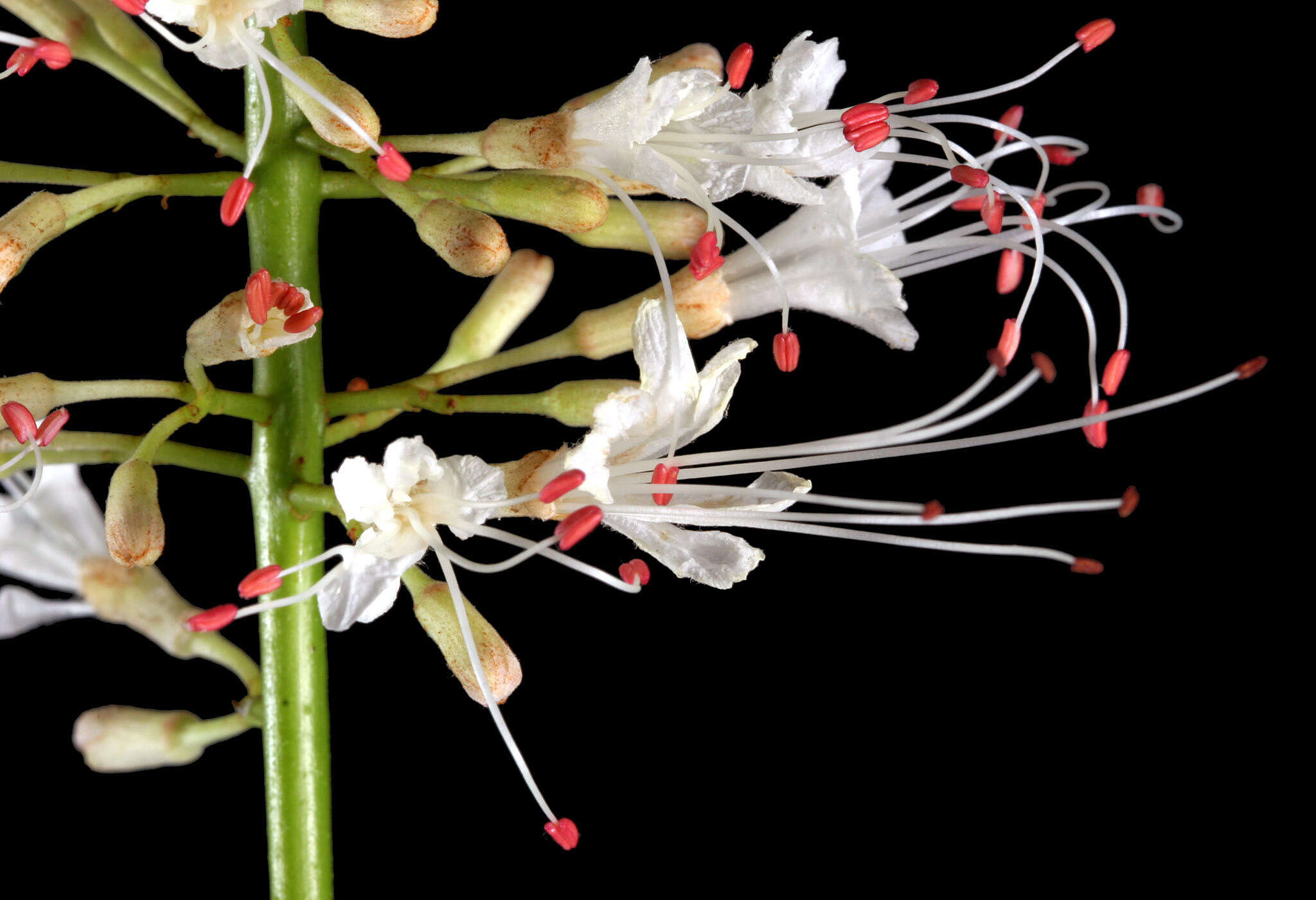 Imagem de Aesculus parviflora Walt.