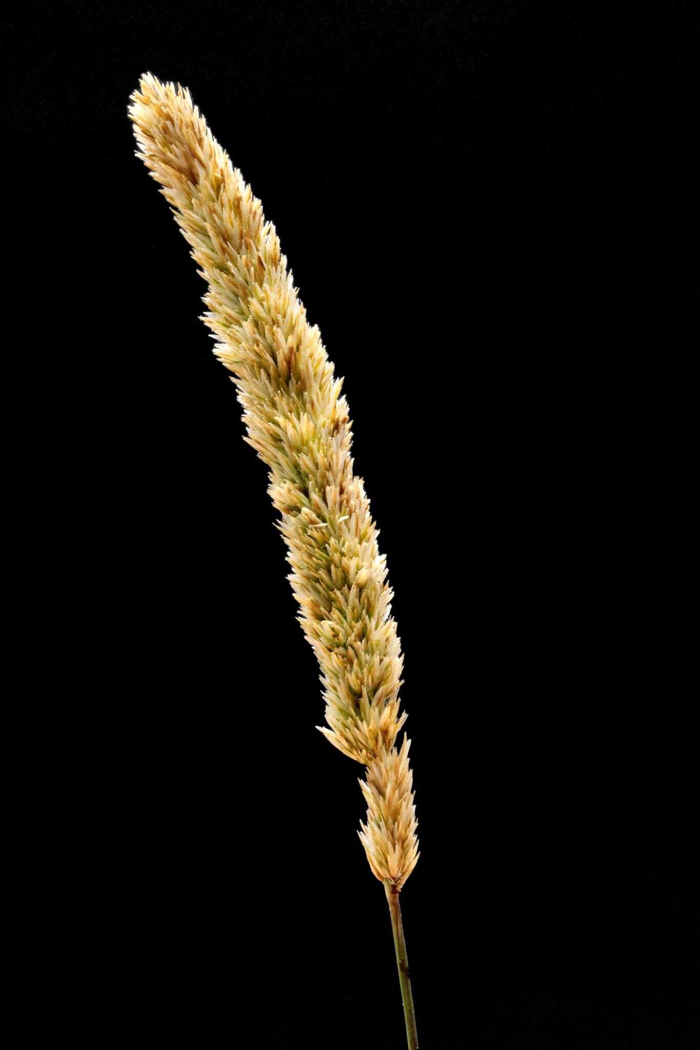 Image of Koeleria capensis (Thunb.) Nees