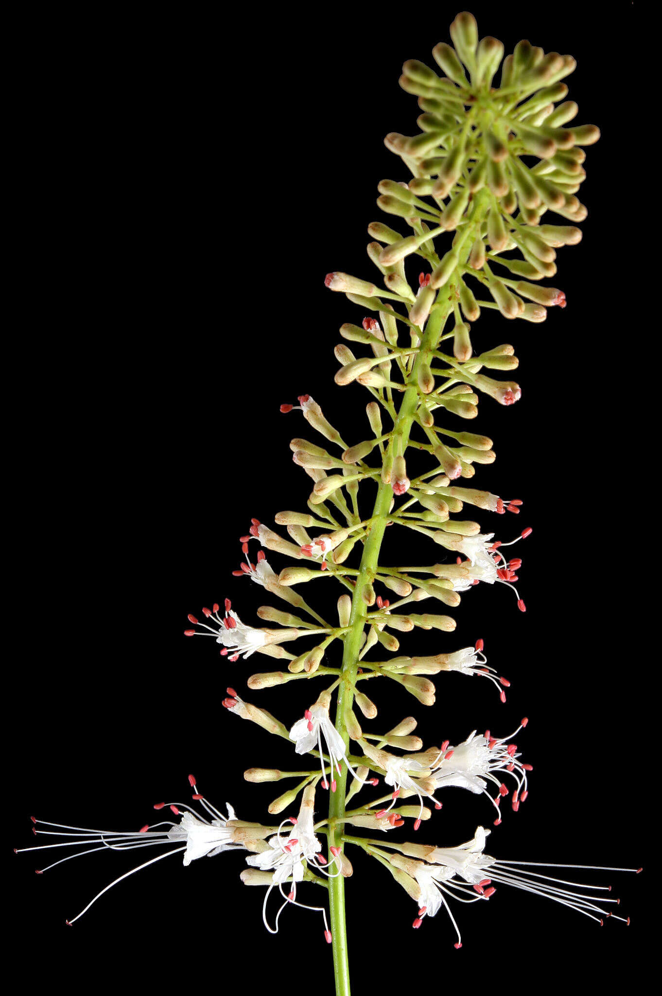 Image of bottlebrush buckeye