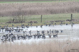 Image of Eurasian White-fronted Goose