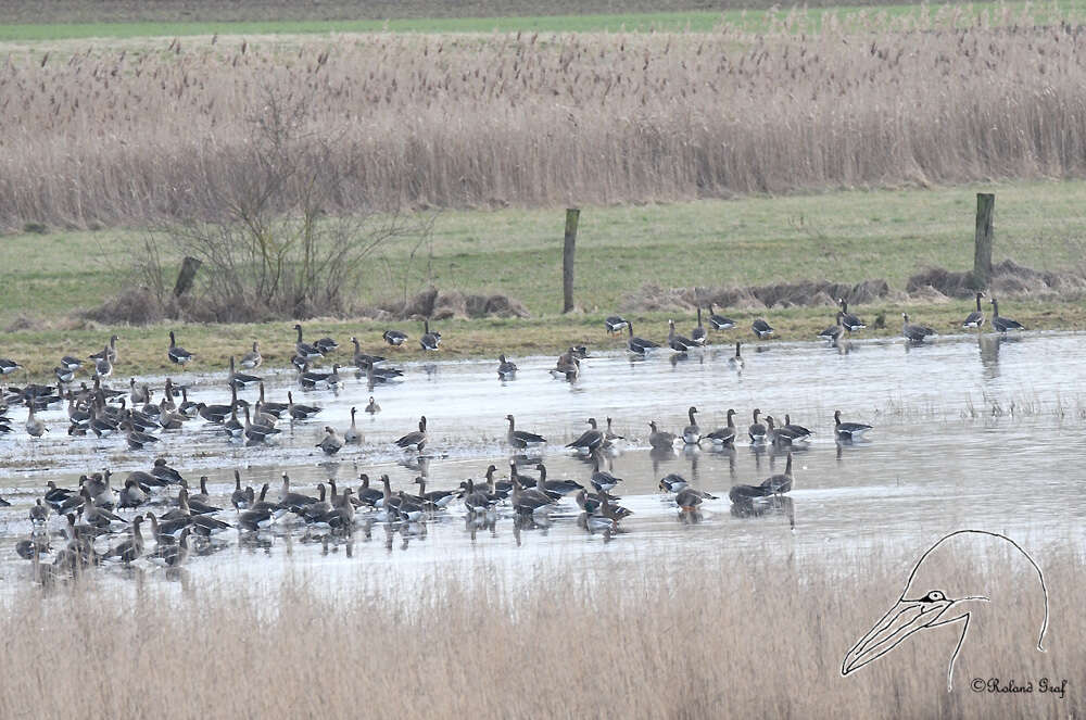 Image of Eurasian White-fronted Goose