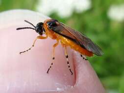 Image of Beet Sawfly