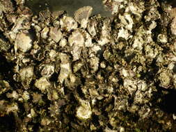 Image of Sydney rock oyster