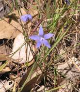 Image of wahlenbergia