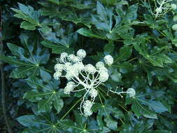 Image of fatsia
