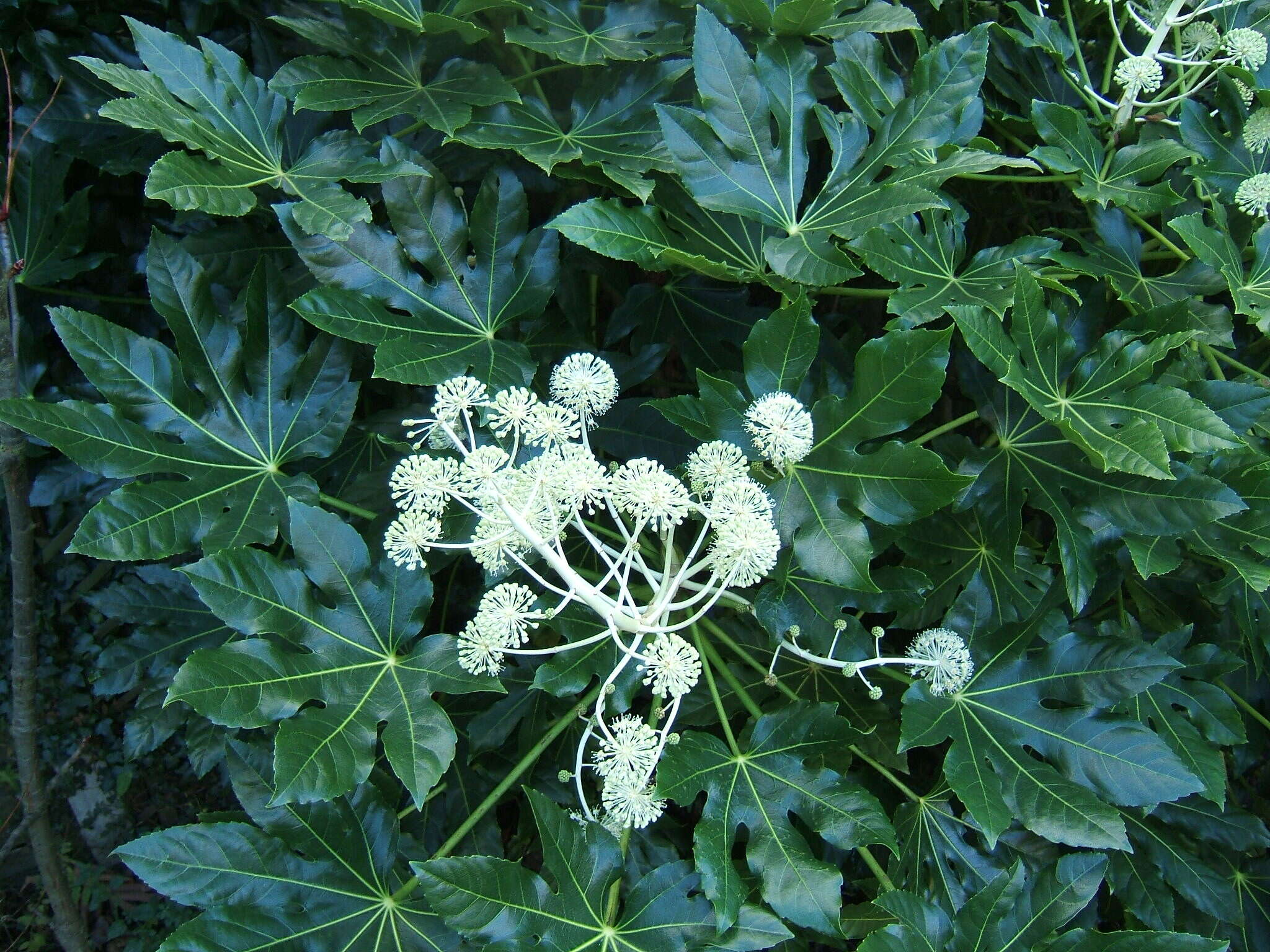 Image of fatsia