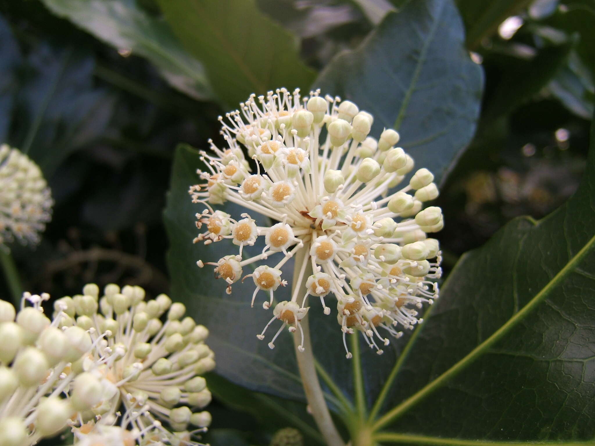 صورة Fatsia