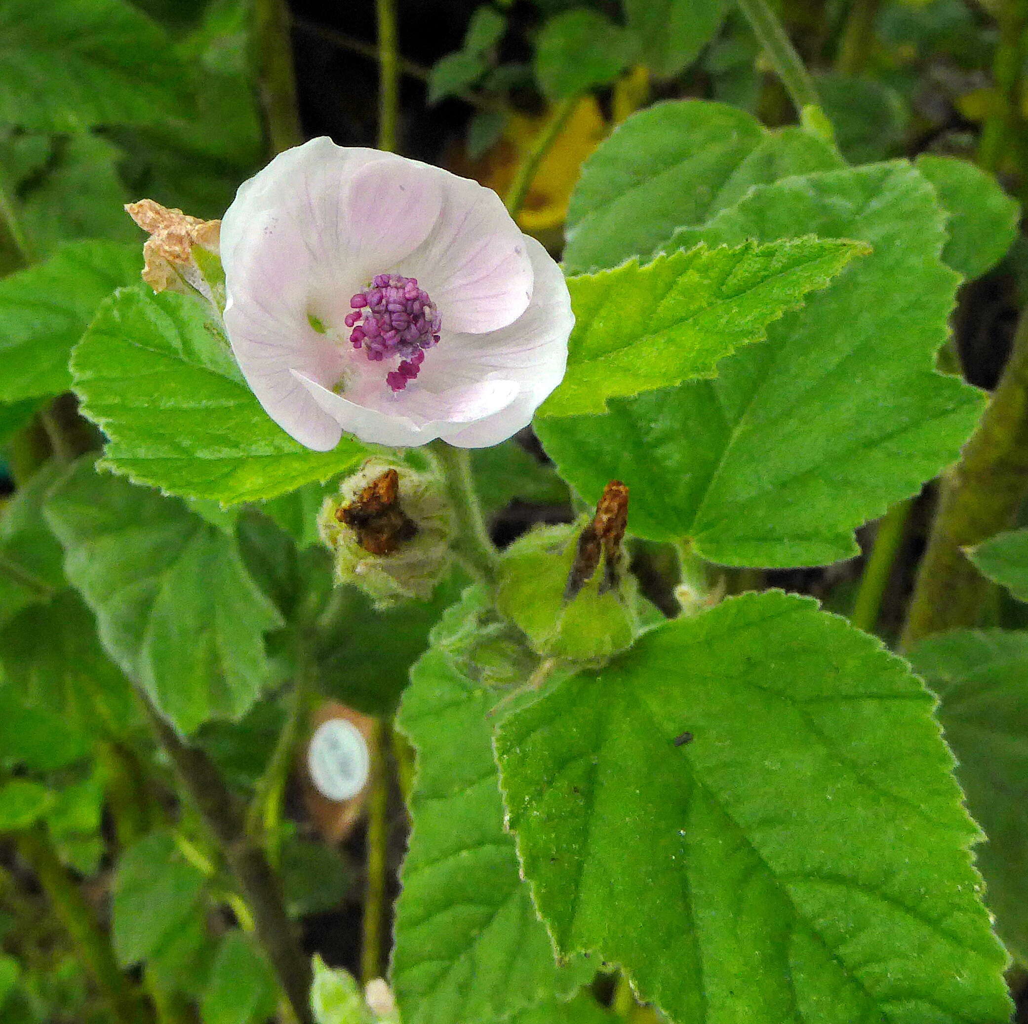 Image of Marshmallow