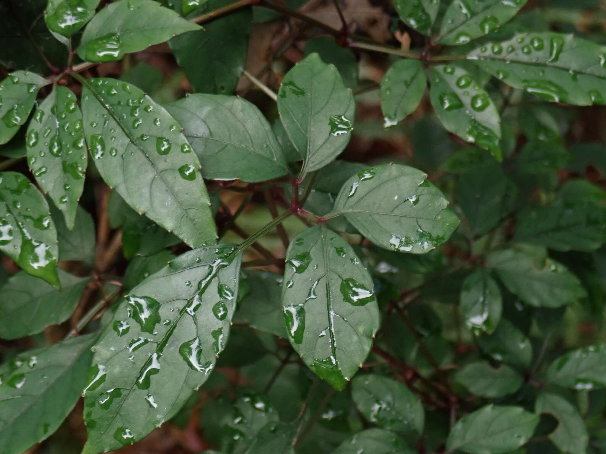 Image of Causonis corniculata