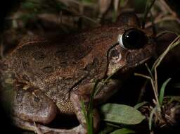 Image of Burrowing frog