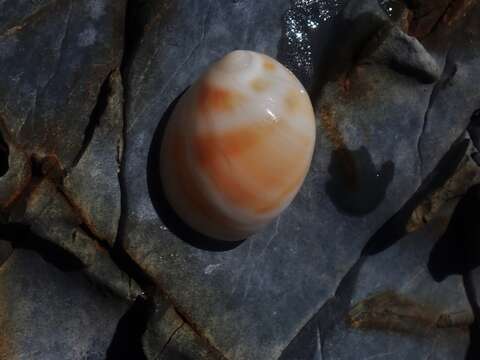 Image of black-mouth moonsnail