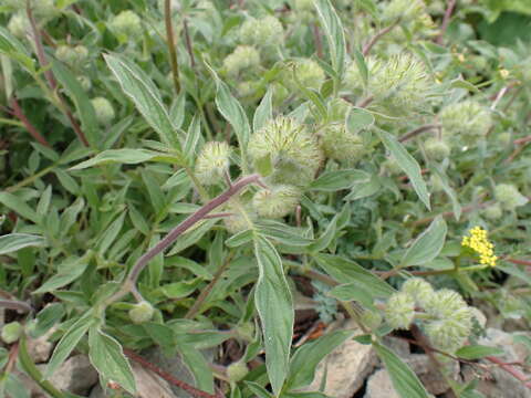 Phacelia leptosepala Rydb.的圖片