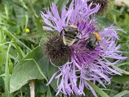 Image of short-haired bumblebee