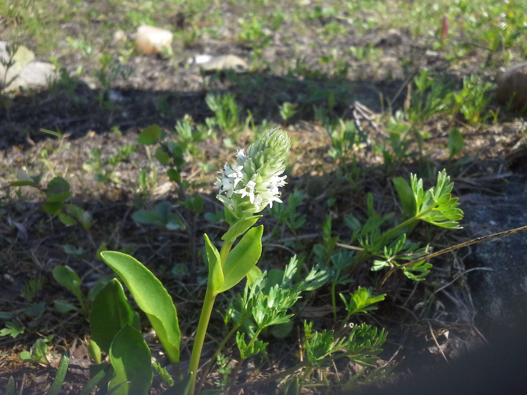 Слика од Lagotis minor (Willd.) Standley