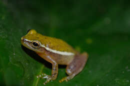 Image of Painted Treefrog