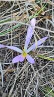 Image de Colchicum montanum L.