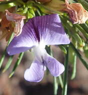 Image of Psoralea sordida