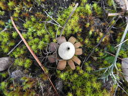 Imagem de Geastrum floriforme Vittad. 1842