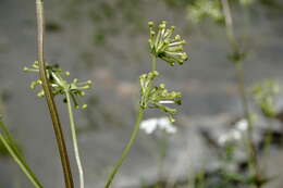 Image of Asperula molluginoides (M. Bieb.) Rchb.