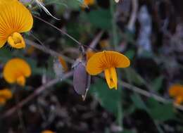 Image of Crotalaria filipes Benth.