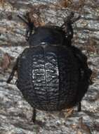 Image of <i>Pimelia monticola</i>