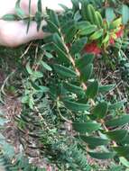 صورة Melaleuca hypericifolia Sm.