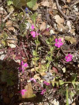 Image of Saponaria calabrica Guss.