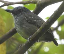 Image of Spot-crowned Antvireo